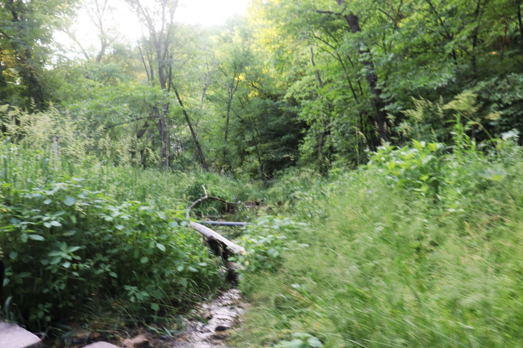 Creek